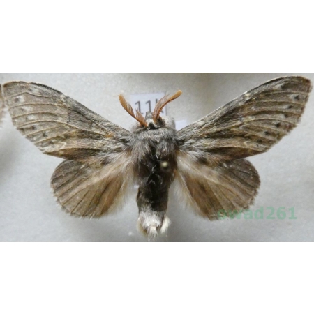 Stauropus fagi (Linnaeus, 1758) male Potwora buczynówka Czech11k